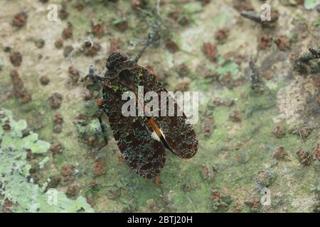 Penthicodes bimaculata (Schmidt, 1905) Banque D'Images