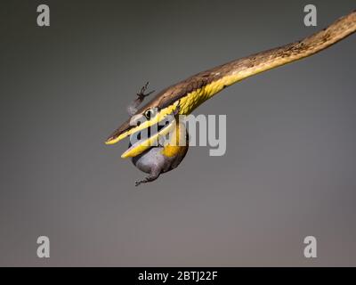 Un fouet de serpent de cheval essayant de manger un gecko qui se bat de retour pour sa vie, mordant le serpent. Banque D'Images