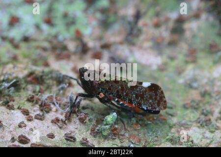 Penthicodes bimaculata (Schmidt, 1905) Banque D'Images
