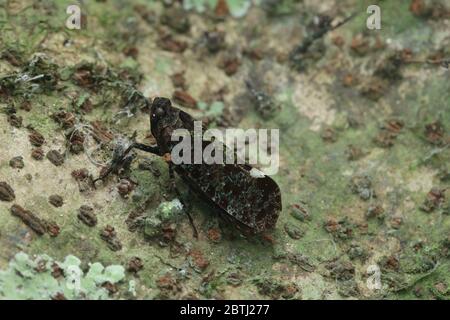 Penthicodes bimaculata (Schmidt, 1905) Banque D'Images