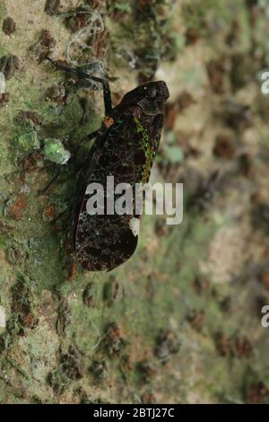 Penthicodes bimaculata (Schmidt, 1905) Banque D'Images