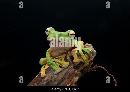 La grenouille à glissement de Wallace (Rhacophorus nigropalmatus) comme la plupart des grenouilles de cette famille, elles vivent en hauteur sur des canopies d'arbres. Banque D'Images