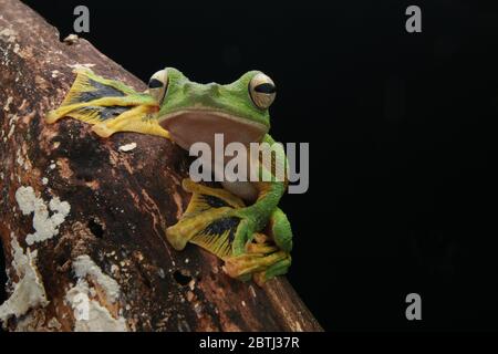 La grenouille à glissement de Wallace (Rhacophorus nigropalmatus) comme la plupart des grenouilles de cette famille, elles vivent en hauteur sur des canopies d'arbres. Banque D'Images
