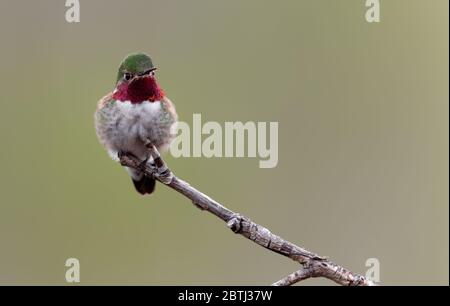 Un colibri à queue large regarde son territoire dans le Wyoming. Banque D'Images