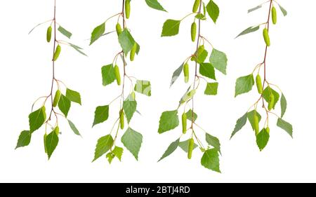 Brindilles de bouleau avec feuilles isolées sur fond blanc. Banque D'Images