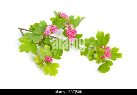 Fleurs rouges Crataegus hawthorn épineux pommier May-arbre, blanchâtin ou baies. Isolé Banque D'Images