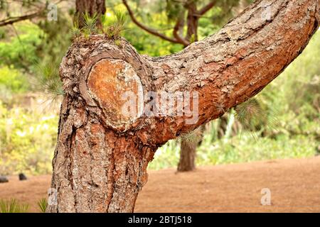 Section de pin noir avec écorce et un grand nœud de bois recouvert de résine naturelle, grande section montrant les environs. Banque D'Images