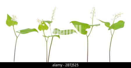 Maianthemum bifolium, faux nénuphars de la vallée ou nénuphars de mai Banque D'Images