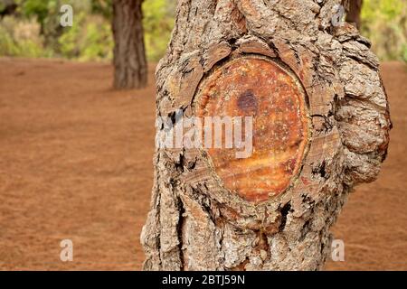 Section de pin noir avec écorce et un grand nœud de bois recouvert de résine naturelle, décalé avec espace pour le texte. Banque D'Images