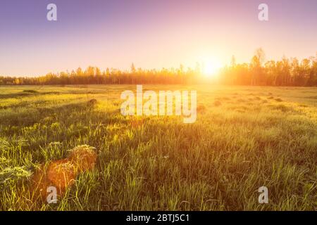 Lever ou coucher de soleil dans un champ de printemps avec de l'herbe verte recouverte de rosée, de brouillard, de bouleaux et d'un ciel clair et lumineux. Banque D'Images