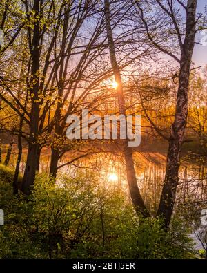 Lever ou coucher de soleil parmi les oiseaux avec de jeunes feuilles près d'un étang, réfléchi dans l'eau couverte de brouillard. Le soleil qui brille à travers les branches des arbres. Banque D'Images