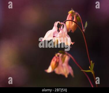 Aquilegia vulgaris, rose iii, texture bg. Mai 2020 Banque D'Images