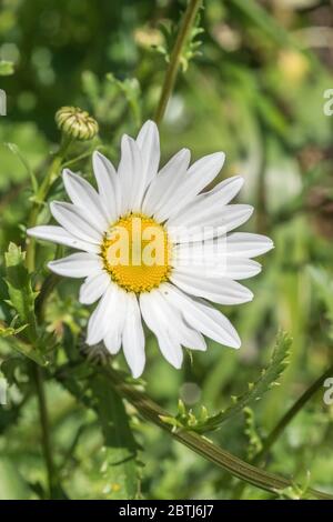Macro gros plan d'une fleur blanche unique de Daisy Oxeye / Leucanthemum vulgare dans le champ. Oxeye Daisy autrefois utilisé comme plante médicinale dans les remèdes à base de plantes médicinales. Banque D'Images