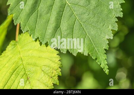 Marge foliaire de Wych Elm / Ulmus glabra au début de l'été. Dans Wych Elm les extrémités de feuille / apex ont un point conique assez prononcé. Banque D'Images