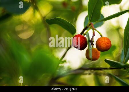 Fraises sauvages sur la branche dans la nature. Banque D'Images