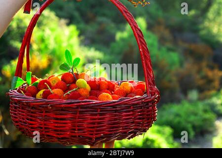 Gros plan d'un panier rempli de fraises sauvages sur un fond vert. Banque D'Images