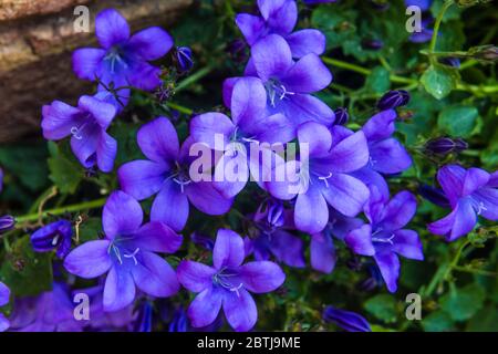 Campanula Garganica en pleine croissance dans un jardin de campagne. Banque D'Images