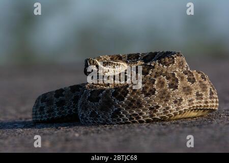 Crotale des prairies (Crotalus viridis) de Weld County, Colorado, USA. Banque D'Images