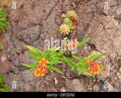 Le verbena fleurit de Lantana camara et de petites plantes cactus dans un jardin de rochers. Banque D'Images