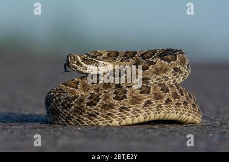 Crotale des prairies (Crotalus viridis) de Weld County, Colorado, USA. Banque D'Images