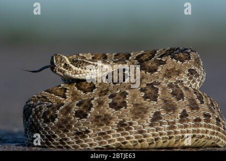 Crotale des prairies (Crotalus viridis) de Weld County, Colorado, USA. Banque D'Images