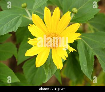 Fleurs de tournesol mexicain (Tithonia diversifolia). Banque D'Images
