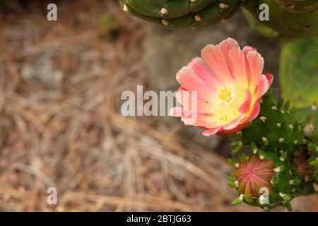 De jolies fleurs de cactus rouges et roses. Banque D'Images
