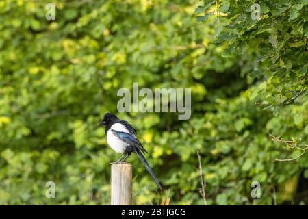 La commune de Magpie perchée sur un poteau en bois Banque D'Images