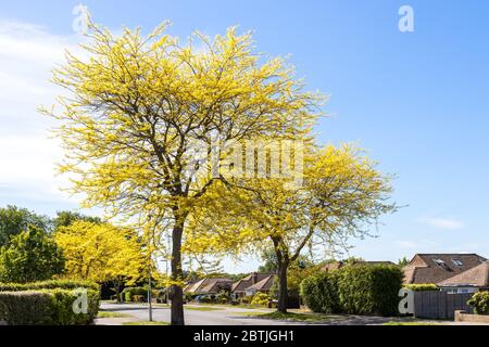 Le miel de l'arbre de criquet (Gleditsia Triacanthos 'Sunburst') feuilles jaunes au printemps Banque D'Images