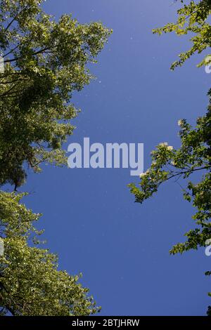 Graines de peuplier flottant dans l'air, Angleterre Banque D'Images