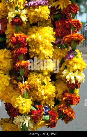 Guirlande de fleurs, Goa, Inde Banque D'Images