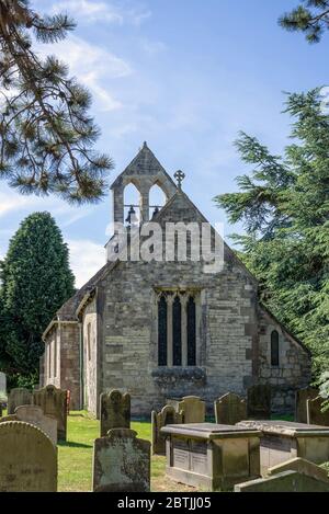 L'église de Saint Everilda à Popleton près de York. Les pierres de tête sont au premier plan et elles sont encadrées par des arbres de conférer. Banque D'Images