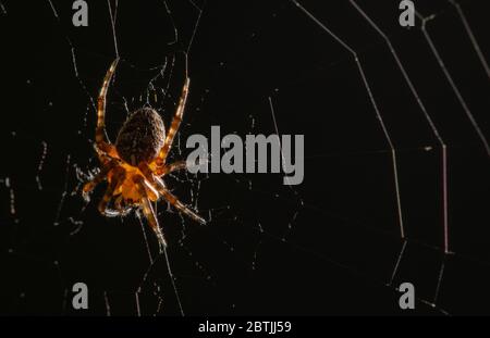 Petite araignée sur toile de araignée circulaire en attente de proie la nuit. Macro gros plan photo. Banque D'Images