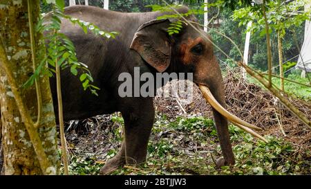 Éléphant indien avec de longues défenses debout dans la forêt tropicale sauvage de la jungle au Sri Lanka Banque D'Images