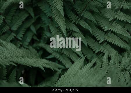 Fern laisse le fond. Feuilles vertes d'un Bush. Espace libre. Végétation sauvage verte dans la nature pour la conception de fond de thème de la nature. Usine de feuillus en Banque D'Images