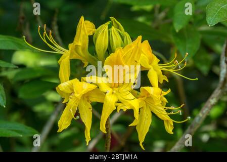 Rhododendron Marlies / Knap Hill-Exbury azalea, gros plan de fleurs jaunes au printemps Banque D'Images