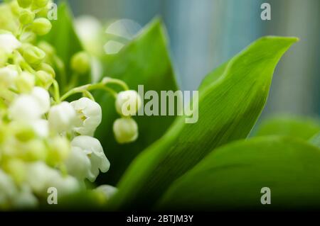 Close up of Lily de la vallée. Banque D'Images