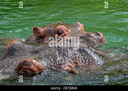 Gros plan de bébé mignon commune hippopotame / hippopotame (Hippopotamus amphibius) nage de veau près de la mère dans le lac Banque D'Images