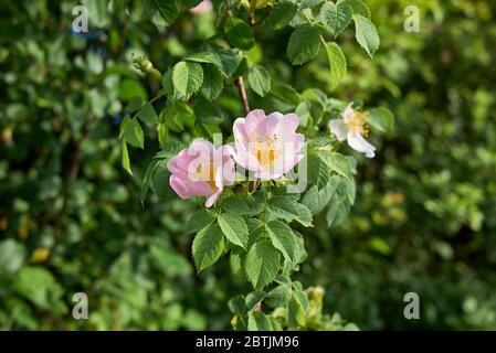 Inflorescence rose rose de la canine Rosa Banque D'Images