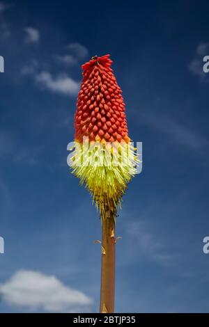 Red Hot Poker Kniphofia uvaria Royaume-Uni Banque D'Images