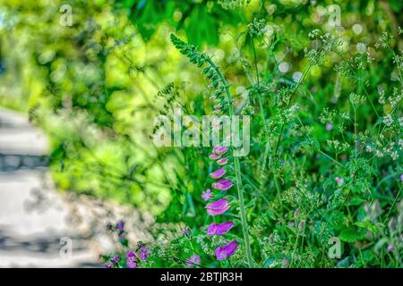 Une étude colorée de la nature au bord de la route à Cornwall, en Angleterre. Le foxgant rose/violet est le point de focalisation isolé contre le bord vert naturel Banque D'Images