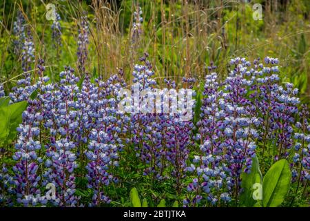 Un groupe de lupins violets colorés qui poussent ensemble entre les autres plantes des prairies et de hautes herbes dans un pré ouvert par une journée ensoleillée Banque D'Images