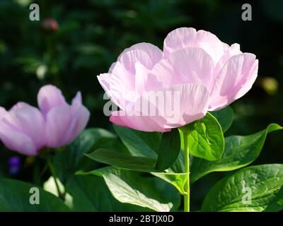 Paeonia May Lilac. Fleur de pivoine rose. Belles pivoines roses dans le jardin. Banque D'Images