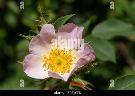 Rose sauvage (Rosa canina) floraison en mai, Royaume-Uni Banque D'Images