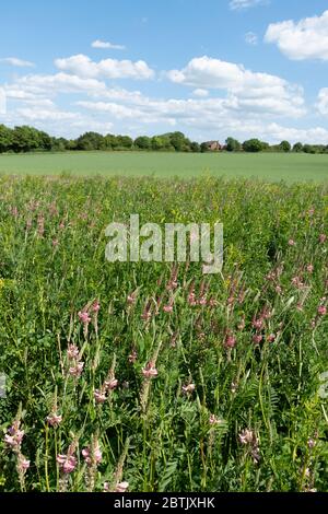 Une marge de fleurs sauvages autour du bord d'un champ arable sur des terres agricoles dans le Hampshire, Royaume-Uni, en mai, avec sainfoin et d'autres fleurs Banque D'Images