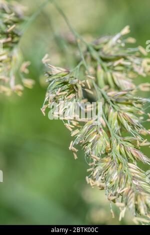 Macro gros plan de l'herbe à fleurs en plein soleil. On le croit être Cocksfoot grass / Dactylis glomerata une herbe herbacée agricole commune au Royaume-Uni Banque D'Images