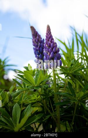 Lupin en fleurs fleurs. Un champ de lupins. Rose et violet lupin dans pré. Bouquet coloré de lupins fleur fond d'été ou d'une carte de vœux. Banque D'Images