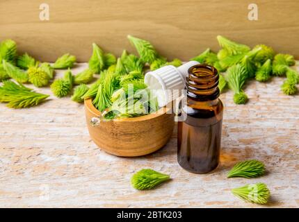 Petite bouteille de pipette en verre avec huile de pousse d'épicéa sur le concept de teinture, épicéa vert frais pousses des bouts sur fond de bois. Prise de vue en studio. Banque D'Images