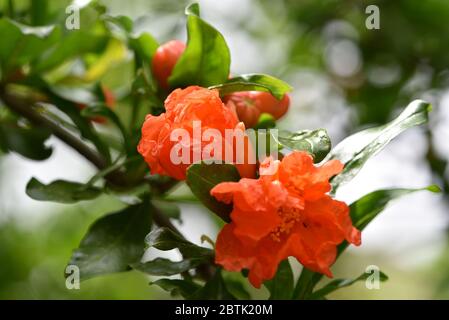 Fleur de grenade sur la branche de l'arbre. Banque D'Images