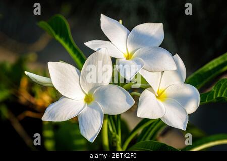 Gros plan du beau bouquet de mariée blanc, fleur de Plumeria pudica avec espace de copie Banque D'Images